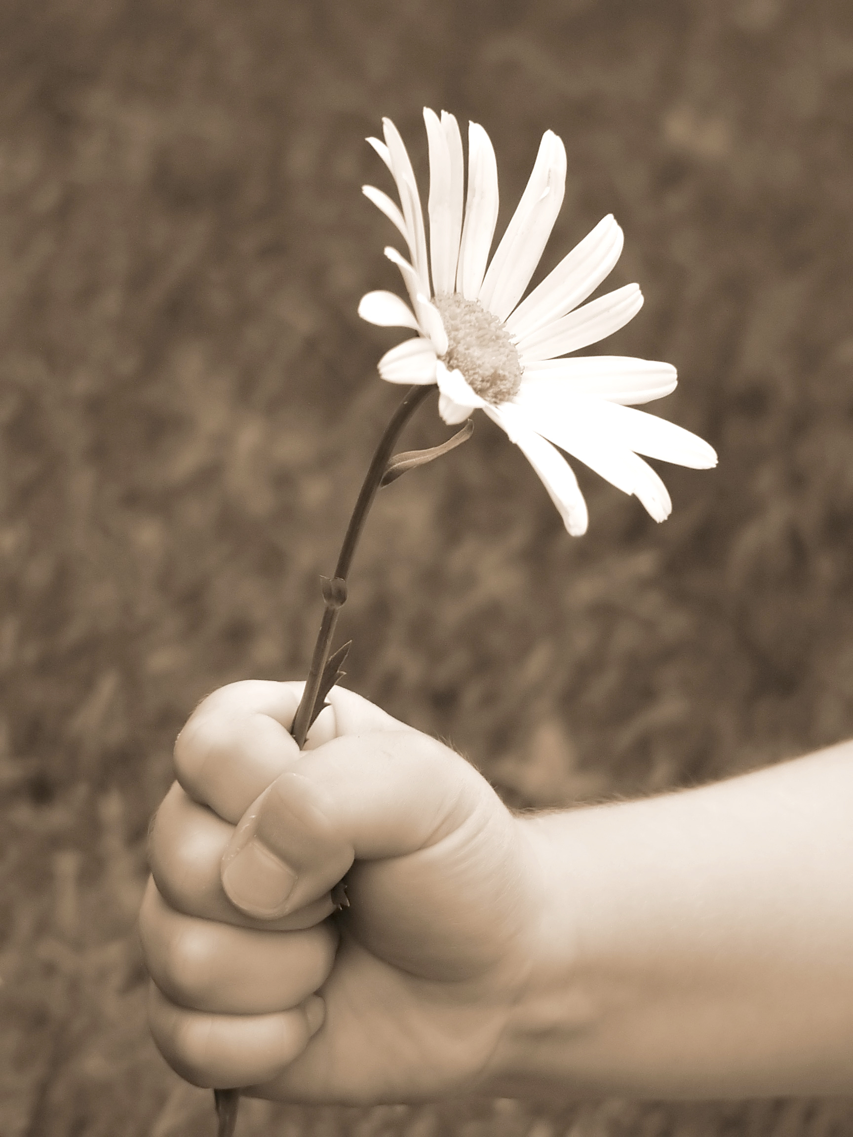 childs hand giving flower in sepia